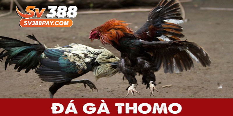 Đá Gà Thomo Sv388 – Hình Thức Cá Cược Đỉnh Cao
