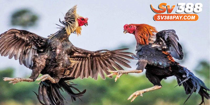 Quy Định Chấp Trong Đá Gà Thomo Là Gì?