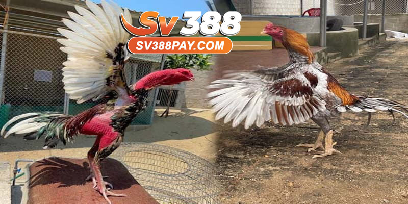Lối Đá Đặc Trưng của Gà Hắc Hổ Thới