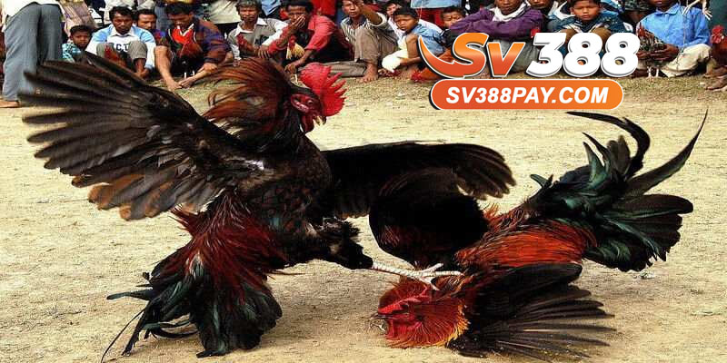 Bí quyết chơi đá gà trực tuyến hiệu quả cao nhất tại sv388