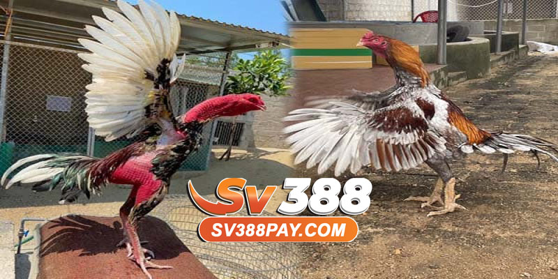 Kinh nghiệm bắt kèo đá gà chuẩn tại SV388