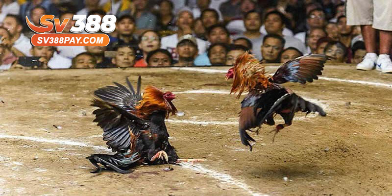 Lưu ý quan trọng khi soi kèo đá gà