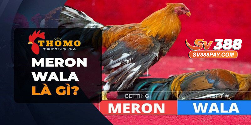 Meron là gì ?