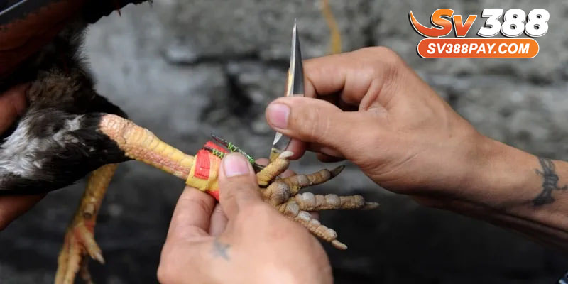Phân biệt đá gà cựa dao với đá gà cựa sắt và gà đòn