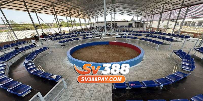 Trường gà là gì Khám phá thế giới giải trí tại sv388