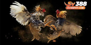 Cách Soi Kèo Gà Hiệu Quả – Chi Tiết Tại SV388