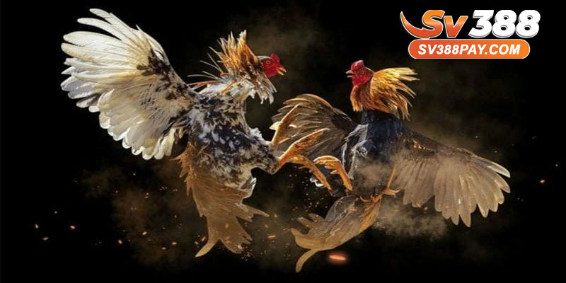 Cách Soi Kèo Gà Hiệu Quả – Chi Tiết Tại SV388