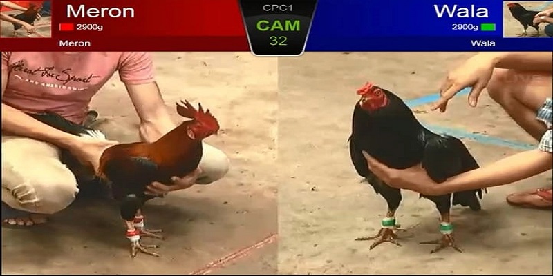 cp1 được coi là cầu nối