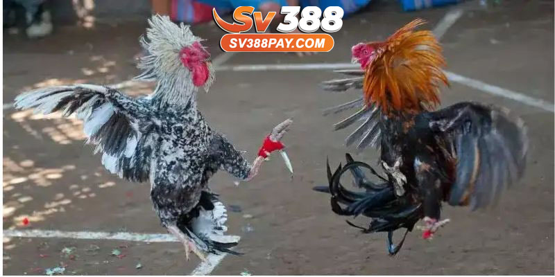 đá gà cựa dao là gì